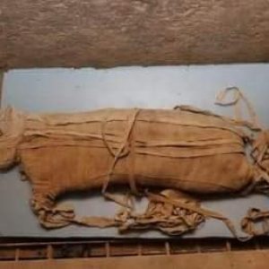 111393267_3209843855739622_3564087493783161007_n