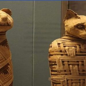 113516329_3209843695739638_4956167504221243279_n