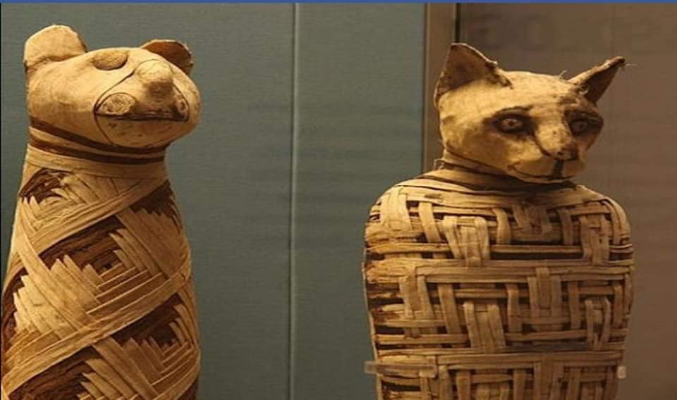 113516329_3209843695739638_4956167504221243279_n