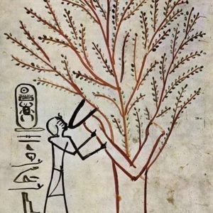 220201839_4214874358550602_2214260403234819895_n