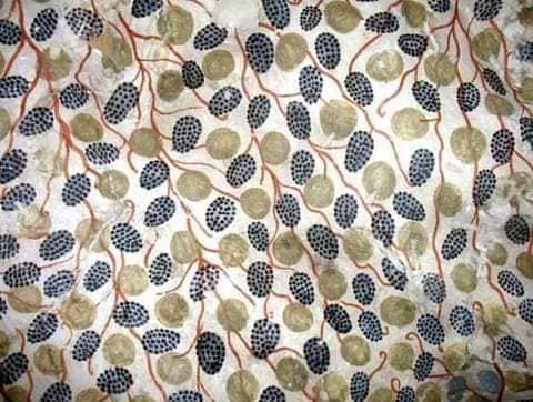 223088002_4505851779459770_5411234995716592874_n