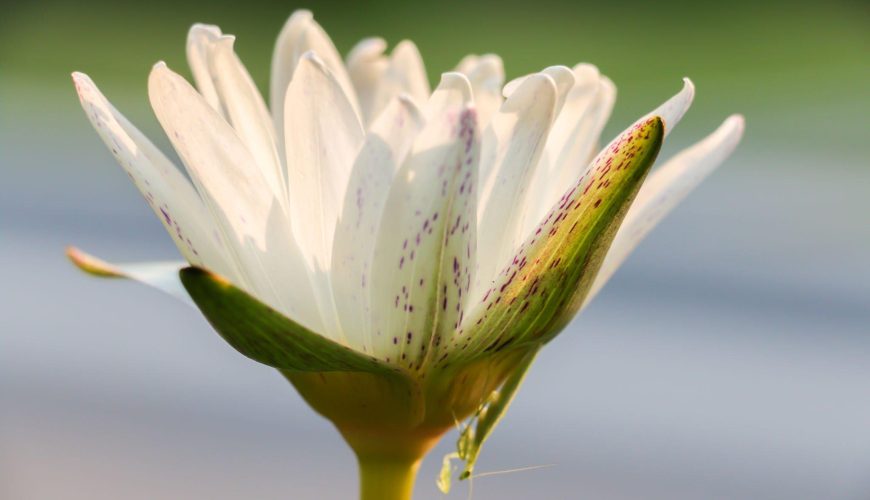 The Flowers of Ancient Egypt